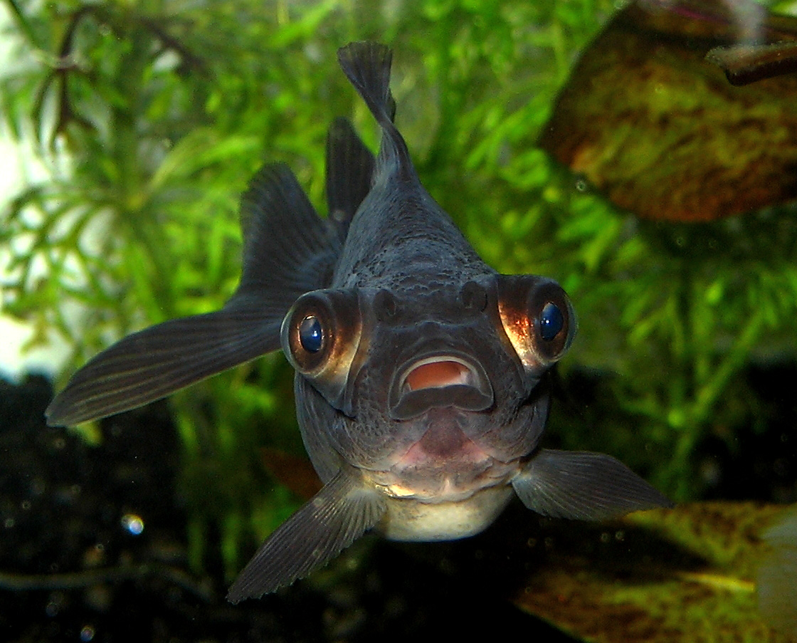 Poisson d'eau froide pour aquarium : la liste complète