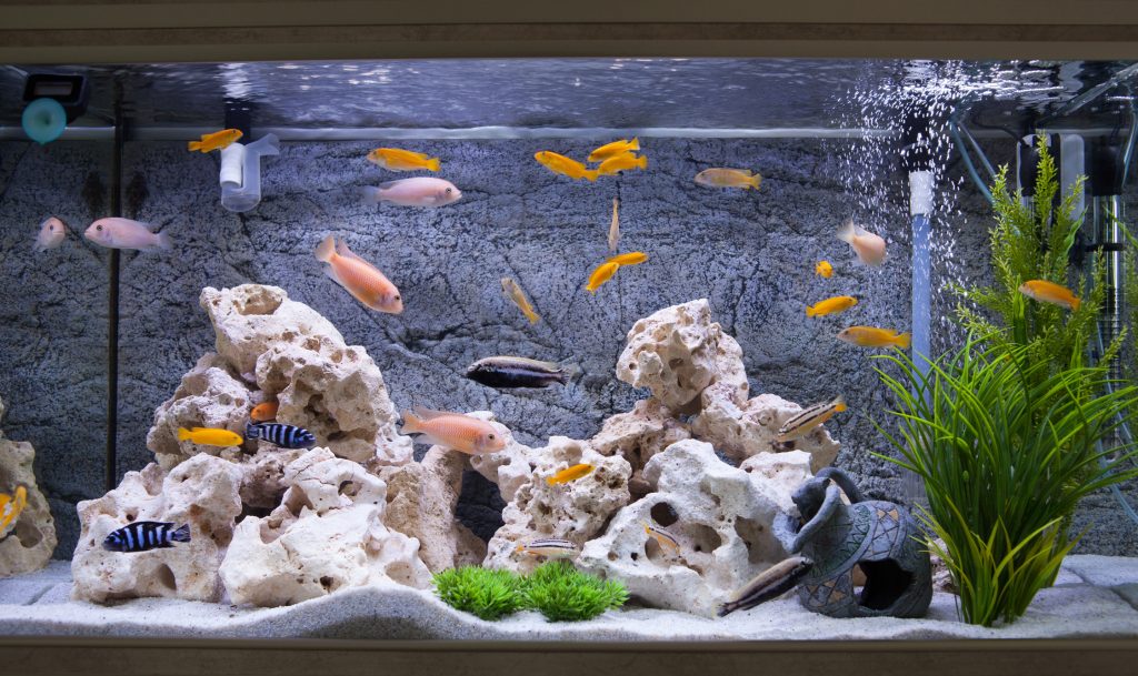 poisson aquarium eau douce