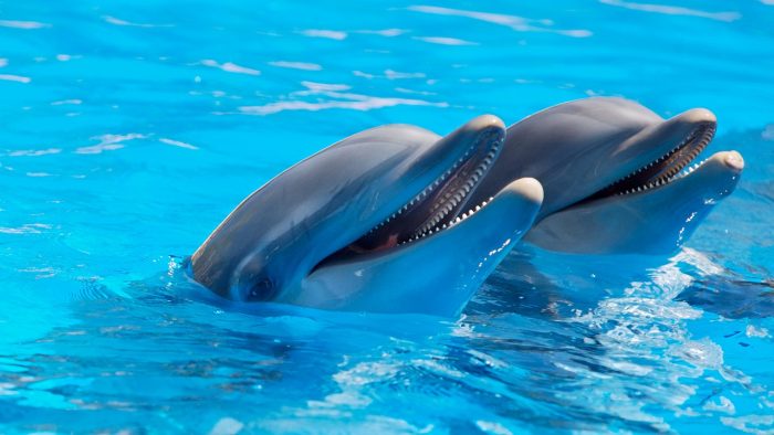 Quelles sont les spécificités des dauphins de la Martinique ?